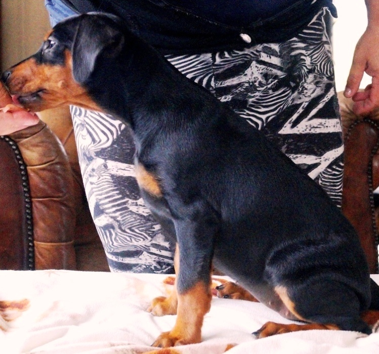 Pinscher * Xélanc Zupreme Zenta 8 veckor